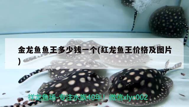 金龍魚魚王多少錢一個(gè)(紅龍魚王價(jià)格及圖片) 水族燈（魚缸燈）