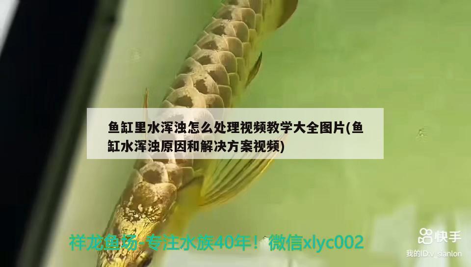 魚(yú)缸里水渾濁怎么處理視頻教學(xué)大全圖片(魚(yú)缸水渾濁原因和解決方案視頻) 白子黃化銀龍魚(yú)