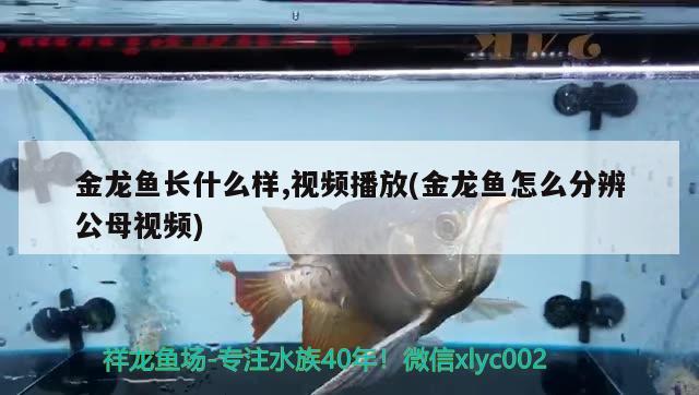 金龍魚長什么樣,視頻播放(金龍魚怎么分辨公母視頻) 廣州龍魚批發(fā)市場