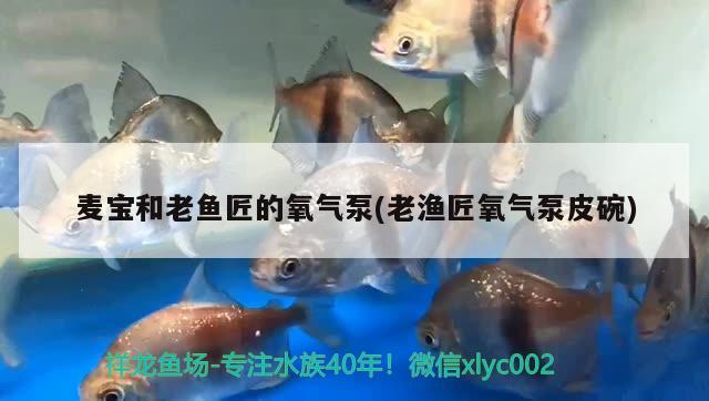 麥寶和老魚匠的氧氣泵(老漁匠氧氣泵皮碗)