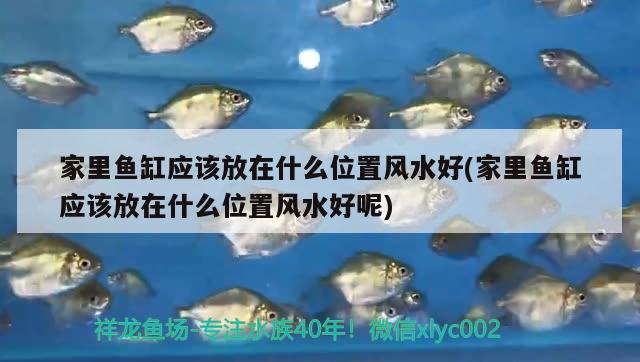 家里魚缸應(yīng)該放在什么位置風(fēng)水好(家里魚缸應(yīng)該放在什么位置風(fēng)水好呢) 魚缸風(fēng)水