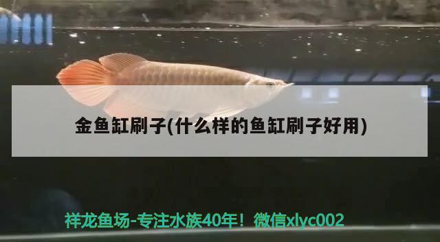 金魚缸刷子(什么樣的魚缸刷子好用)