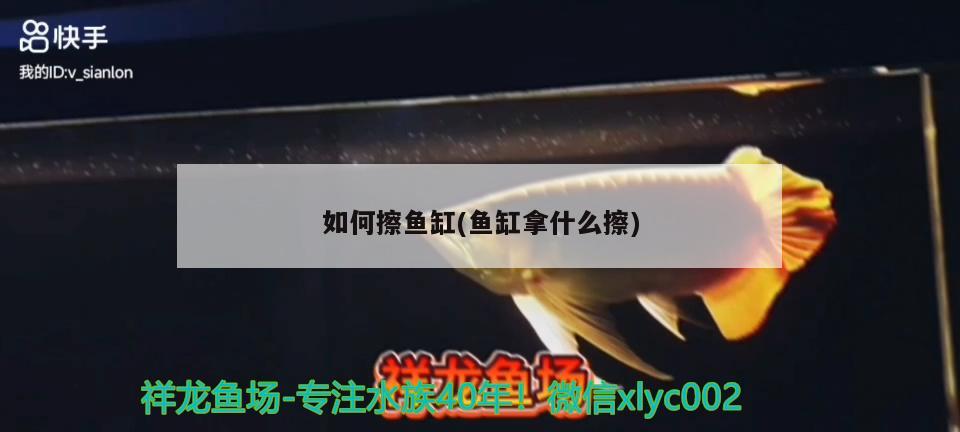 如何擦魚缸(魚缸拿什么擦) 銀龍魚