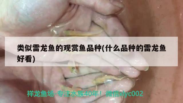 類似雷龍魚的觀賞魚品種(什么品種的雷龍魚好看)