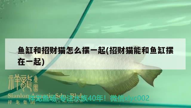 魚缸和招財貓怎么擺一起(招財貓能和魚缸擺在一起)