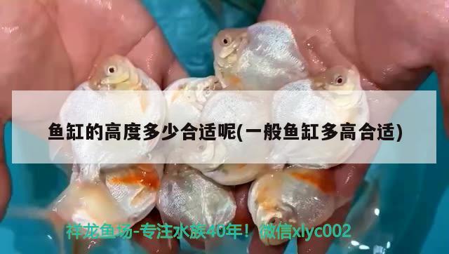 魚缸的高度多少合適呢(一般魚缸多高合適) 圣菲埃及魚