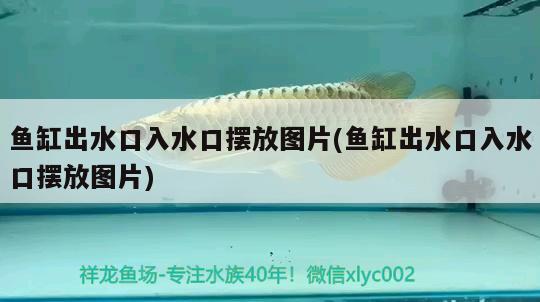 魚缸出水口入水口擺放圖片(魚缸出水口入水口擺放圖片) 大白鯊魚苗 第2張