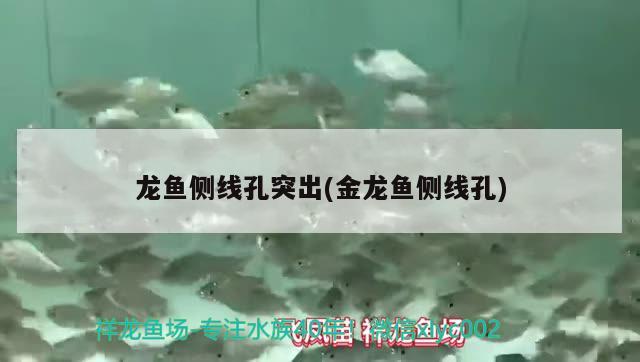 龍魚側線孔突出(金龍魚側線孔)