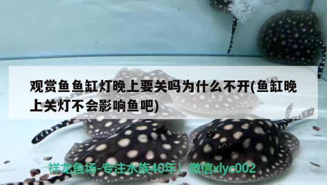 觀賞魚魚缸燈晚上要關(guān)嗎為什么不開(魚缸晚上關(guān)燈不會(huì)影響魚吧) 斑馬鴨嘴魚苗