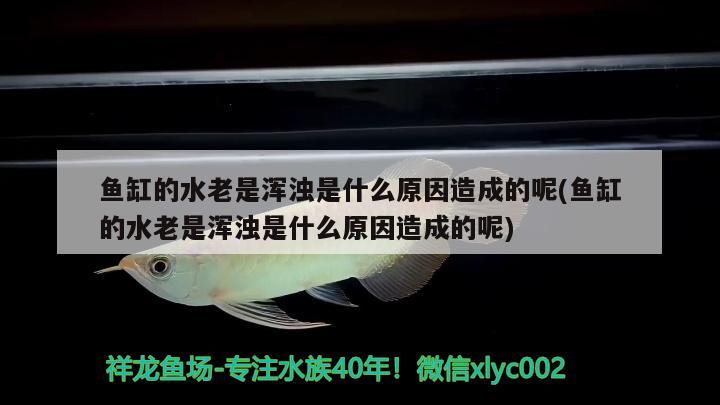 魚缸的水老是渾濁是什么原因造成的呢(魚缸的水老是渾濁是什么原因造成的呢) 大白鯊魚苗