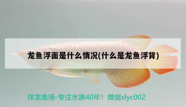 龍魚浮面是什么情況(什么是龍魚浮背) 女王大帆魚