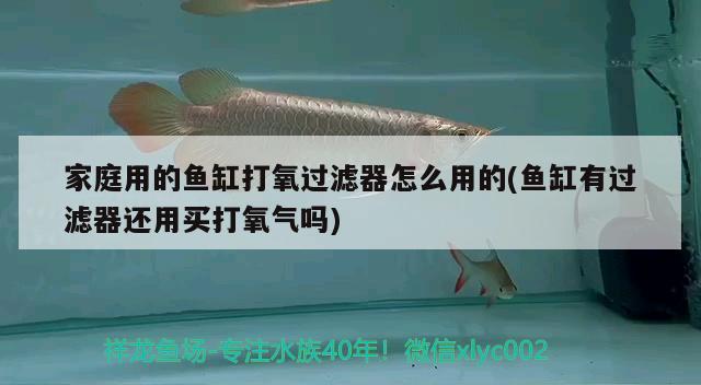 家庭用的魚(yú)缸打氧過(guò)濾器怎么用的(魚(yú)缸有過(guò)濾器還用買(mǎi)打氧氣嗎) 斑馬鴨嘴魚(yú)