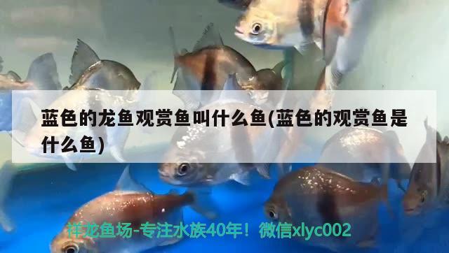 藍(lán)色的龍魚(yú)觀賞魚(yú)叫什么魚(yú)(藍(lán)色的觀賞魚(yú)是什么魚(yú))