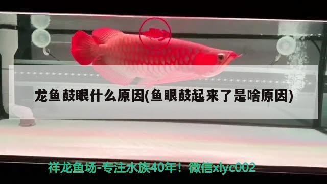 龍魚鼓眼什么原因(魚眼鼓起來了是啥原因) 申古三間魚