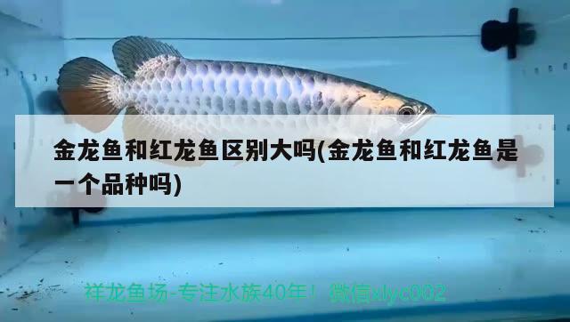 金龍魚(yú)和紅龍魚(yú)區(qū)別大嗎(金龍魚(yú)和紅龍魚(yú)是一個(gè)品種嗎)