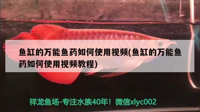 魚缸的萬(wàn)能魚藥如何使用視頻(魚缸的萬(wàn)能魚藥如何使用視頻教程)