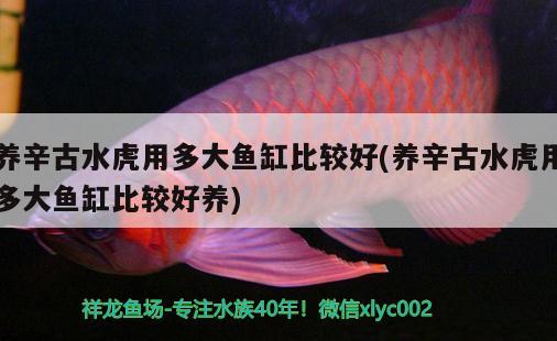 養(yǎng)辛古水虎用多大魚缸比較好(養(yǎng)辛古水虎用多大魚缸比較好養(yǎng)) 食人魚（水虎）