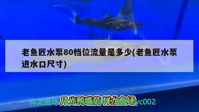 老魚(yú)匠水泵80檔位流量是多少(老魚(yú)匠水泵進(jìn)水口尺寸) 老魚(yú)匠