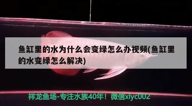 魚缸里的水為什么會變綠怎么辦視頻(魚缸里的水變綠怎么解決)