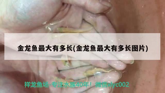 金龍魚最大有多長(zhǎng)(金龍魚最大有多長(zhǎng)圖片) 女王大帆魚苗