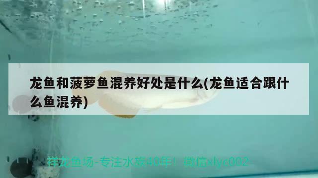 龍魚(yú)和菠蘿魚(yú)混養(yǎng)好處是什么(龍魚(yú)適合跟什么魚(yú)混養(yǎng)) 泰龐海蓮魚(yú)