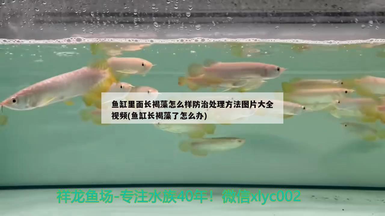 魚(yú)缸里面長(zhǎng)褐藻怎么樣防治處理方法圖片大全視頻(魚(yú)缸長(zhǎng)褐藻了怎么辦) 水族世界