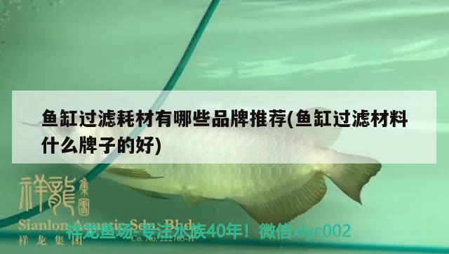 魚缸過濾耗材有哪些品牌推薦(魚缸過濾材料什么牌子的好) 黑帝王魟魚