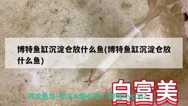 博特魚缸沉淀倉放什么魚(博特魚缸沉淀倉放什么魚) 博特水族