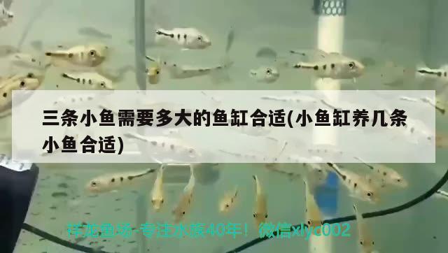 三條小魚(yú)需要多大的魚(yú)缸合適(小魚(yú)缸養(yǎng)幾條小魚(yú)合適) 魚(yú)缸百科