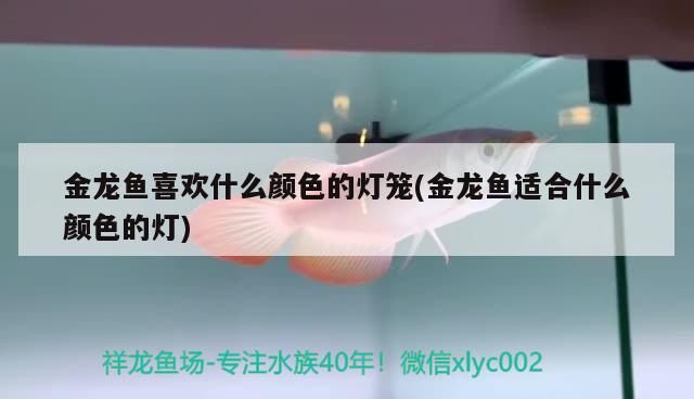 金龍魚喜歡什么顏色的燈籠(金龍魚適合什么顏色的燈) 皇冠黑白魟魚