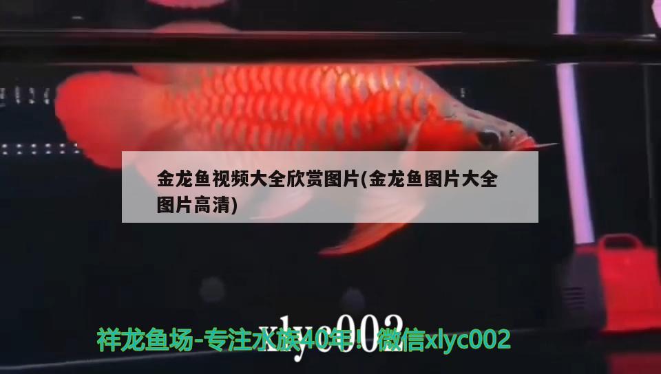 金龍魚視頻大全欣賞圖片(金龍魚圖片大全圖片高清)