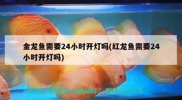 金龍魚需要24小時(shí)開燈嗎(紅龍魚需要24小時(shí)開燈嗎) 檸檬鯽