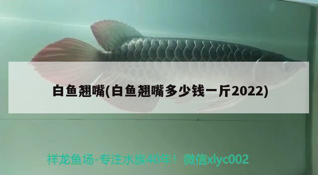 白魚翹嘴(白魚翹嘴多少錢一斤2022)