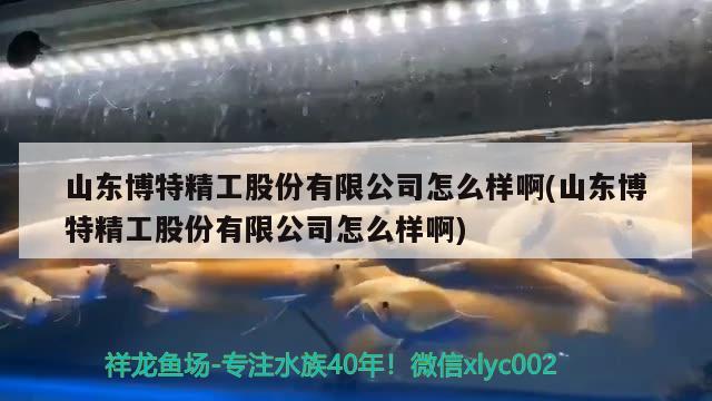 山東博特精工股份有限公司怎么樣啊(山東博特精工股份有限公司怎么樣啊) 博特水族