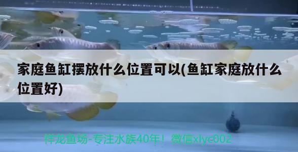 家庭魚缸擺放什么位置可以(魚缸家庭放什么位置好) 巨骨舌魚