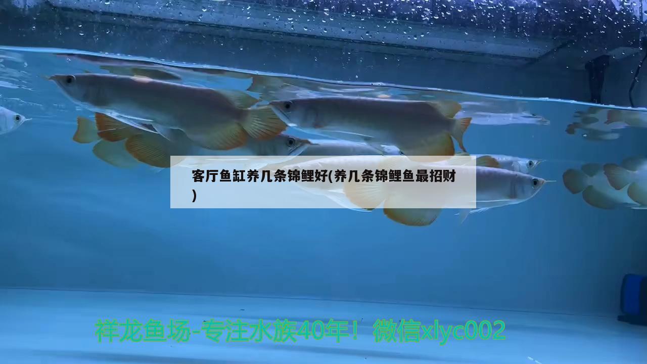 客廳魚(yú)缸養(yǎng)幾條錦鯉好(養(yǎng)幾條錦鯉魚(yú)最招財(cái))