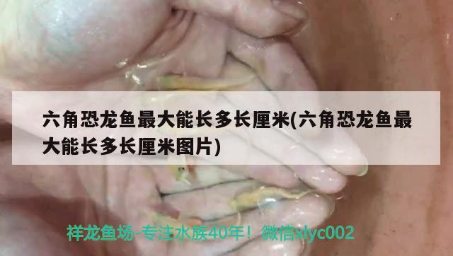 六角恐龍魚最大能長(zhǎng)多長(zhǎng)厘米(六角恐龍魚最大能長(zhǎng)多長(zhǎng)厘米圖片) 可麗愛魚缸