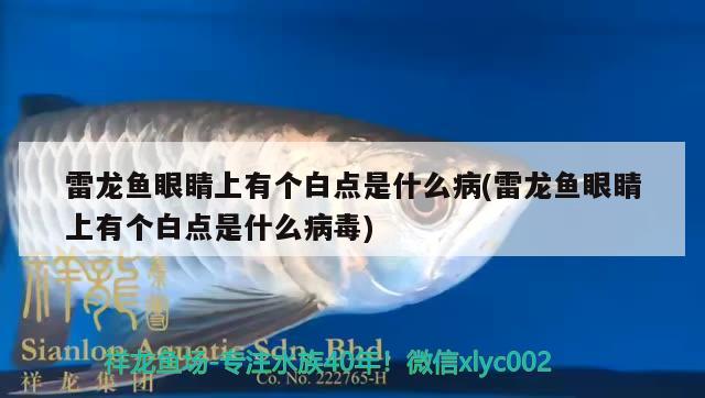 雷龍魚眼睛上有個白點是什么病(雷龍魚眼睛上有個白點是什么病毒)