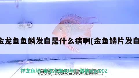 金龍魚(yú)魚(yú)鱗發(fā)白是什么病啊(金魚(yú)鱗片發(fā)白)