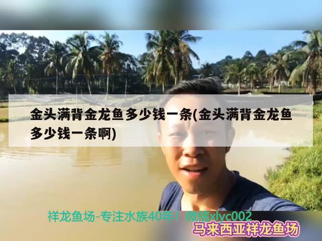 金頭滿背金龍魚多少錢一條(金頭滿背金龍魚多少錢一條啊) 一眉道人魚