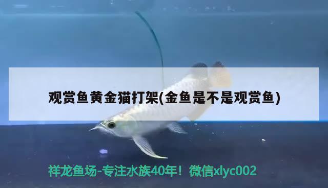 觀賞魚黃金貓打架(金魚是不是觀賞魚)