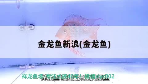 金龍魚新浪(金龍魚)