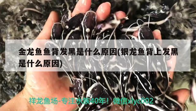 金龍魚魚背發(fā)黑是什么原因(銀龍魚背上發(fā)黑是什么原因) 銀龍魚百科