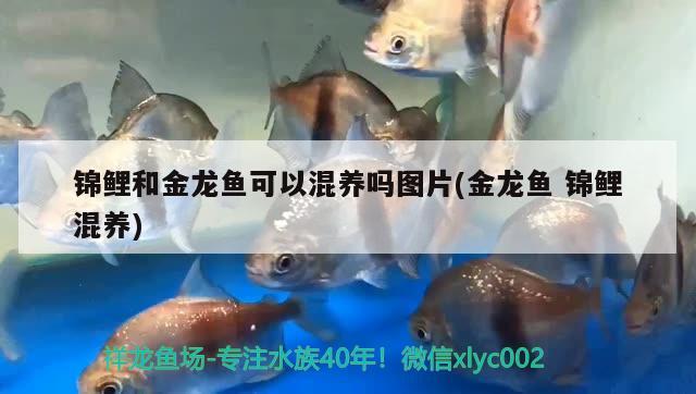 錦鯉和金龍魚可以混養(yǎng)嗎圖片(金龍魚錦鯉混養(yǎng))