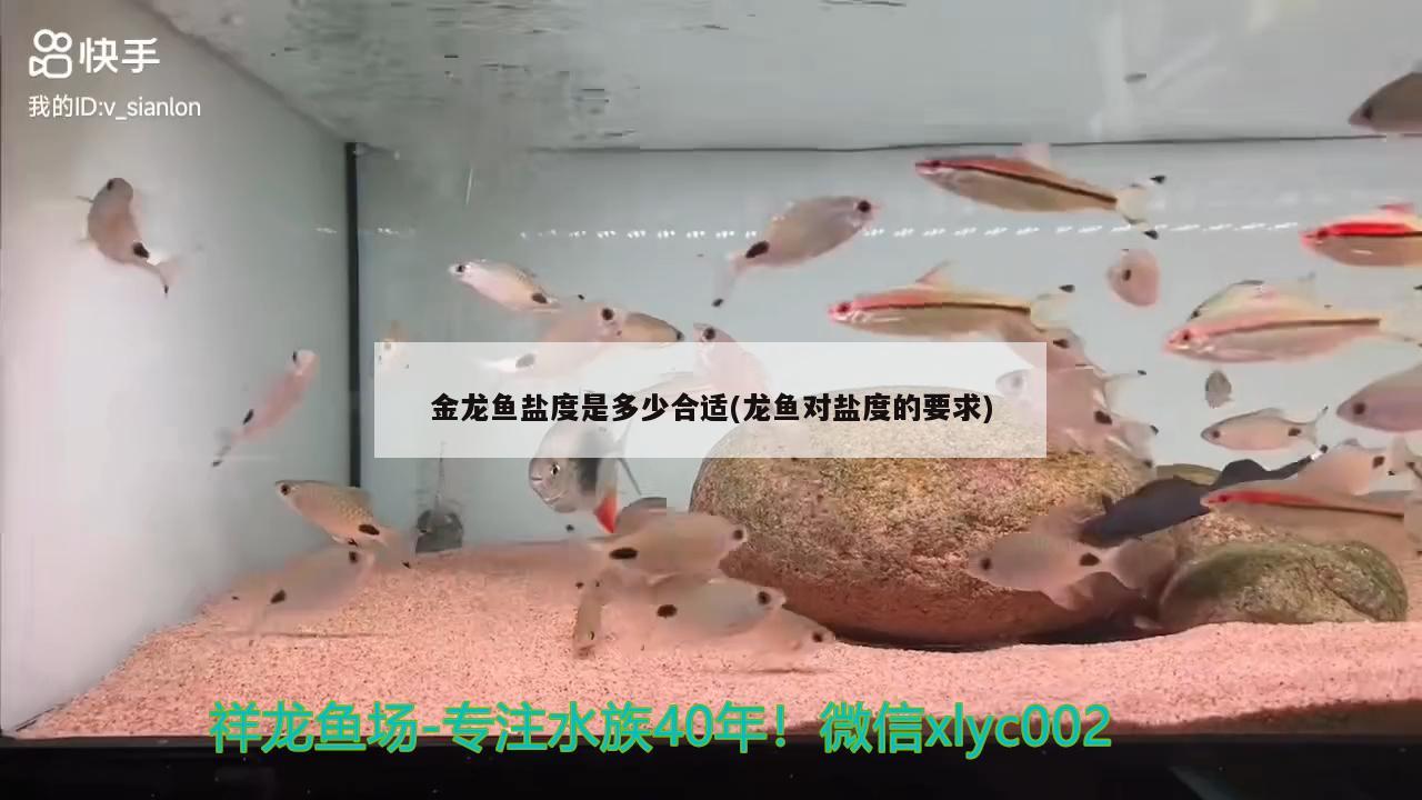 金龍魚(yú)鹽度是多少合適(龍魚(yú)對(duì)鹽度的要求) 龍魚(yú)百科