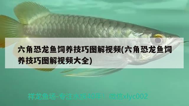 六角恐龍魚飼養(yǎng)技巧圖解視頻(六角恐龍魚飼養(yǎng)技巧圖解視頻大全)