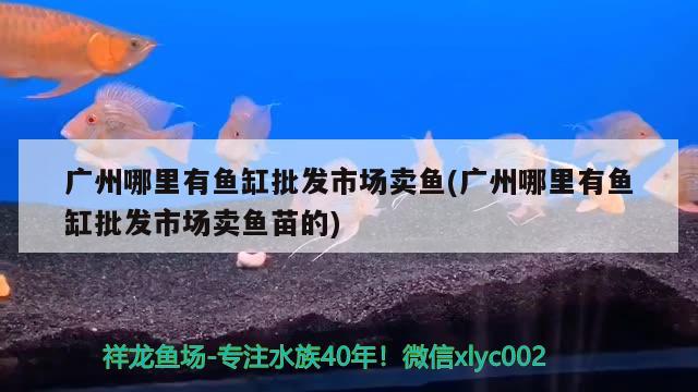 廣州哪里有魚缸批發(fā)市場賣魚(廣州哪里有魚缸批發(fā)市場賣魚苗的) 財神鸚鵡魚