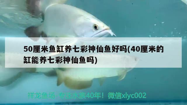 50厘米魚缸養(yǎng)七彩神仙魚好嗎(40厘米的缸能養(yǎng)七彩神仙魚嗎)