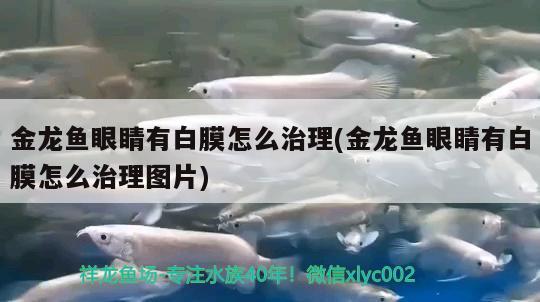 金龍魚眼睛有白膜怎么治理(金龍魚眼睛有白膜怎么治理圖片) 胭脂孔雀龍魚