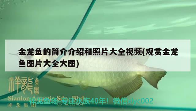 金龍魚的簡介介紹和照片大全視頻(觀賞金龍魚圖片大全大圖) 觀賞魚批發(fā)